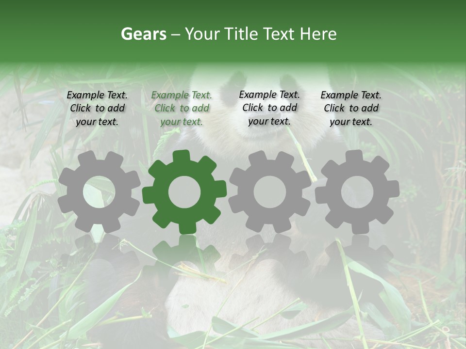 A Panda Eating Bamboo In A Zoo Enclosure PowerPoint Template