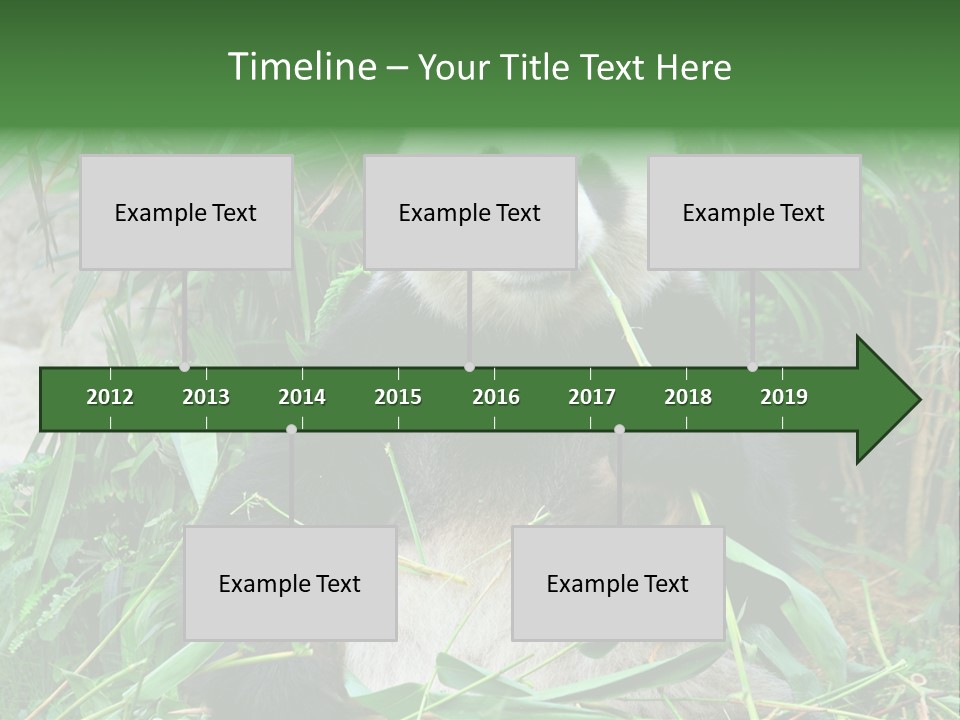 A Panda Eating Bamboo In A Zoo Enclosure PowerPoint Template