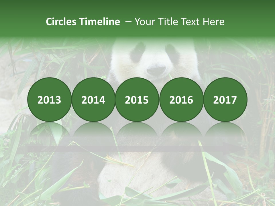 A Panda Eating Bamboo In A Zoo Enclosure PowerPoint Template