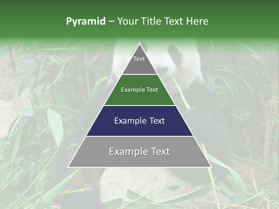 A Panda Eating Bamboo In A Zoo Enclosure PowerPoint Template