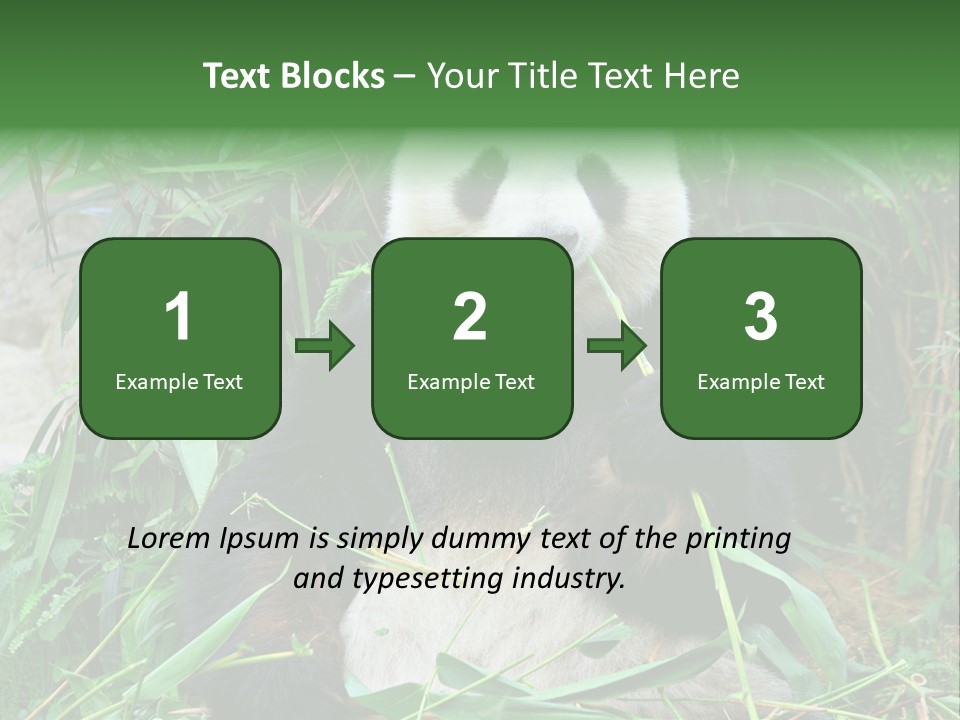 A Panda Eating Bamboo In A Zoo Enclosure PowerPoint Template