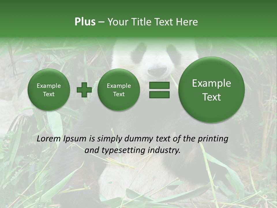 A Panda Eating Bamboo In A Zoo Enclosure PowerPoint Template