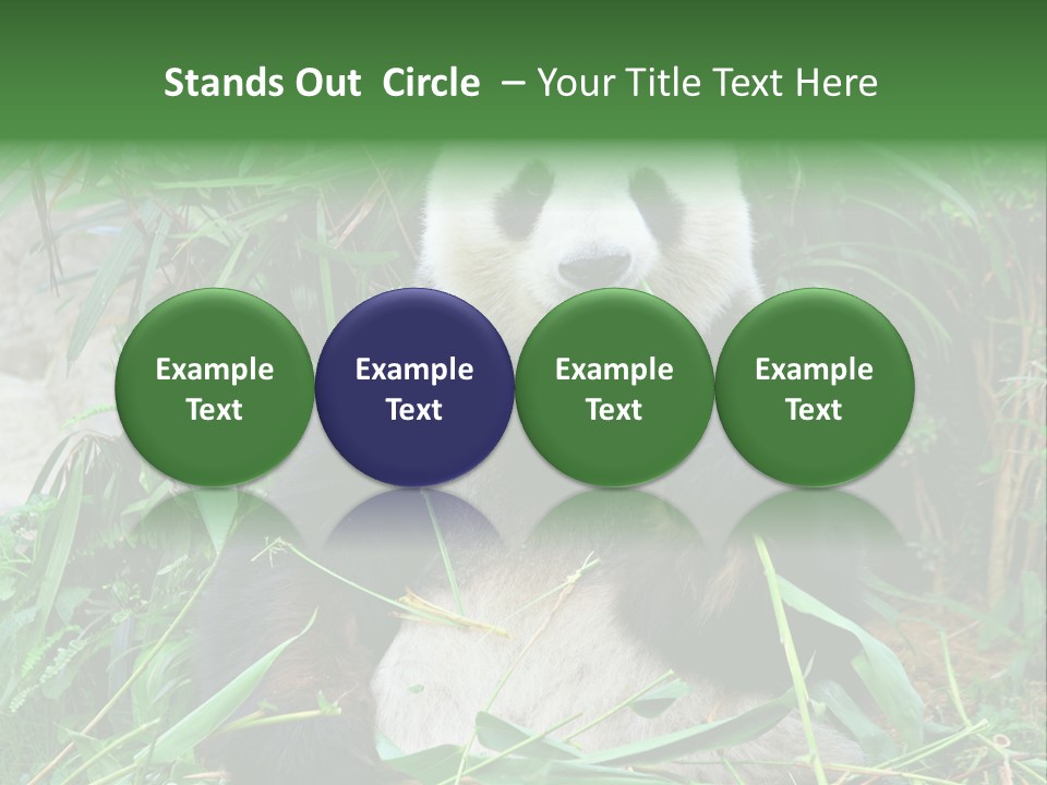 A Panda Eating Bamboo In A Zoo Enclosure PowerPoint Template