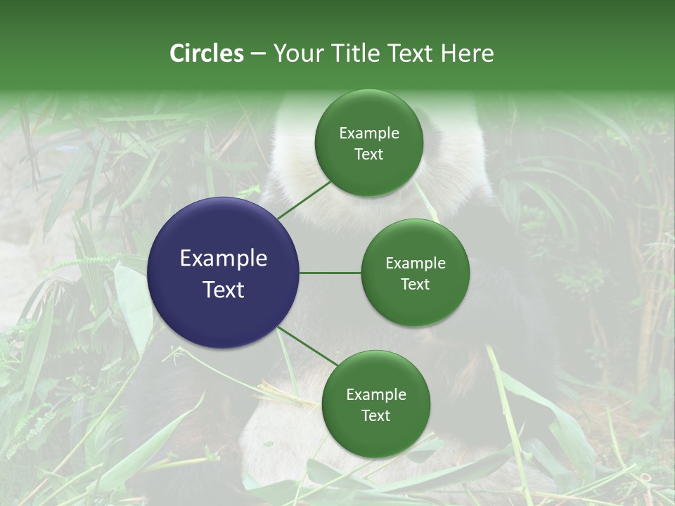 A Panda Eating Bamboo In A Zoo Enclosure PowerPoint Template