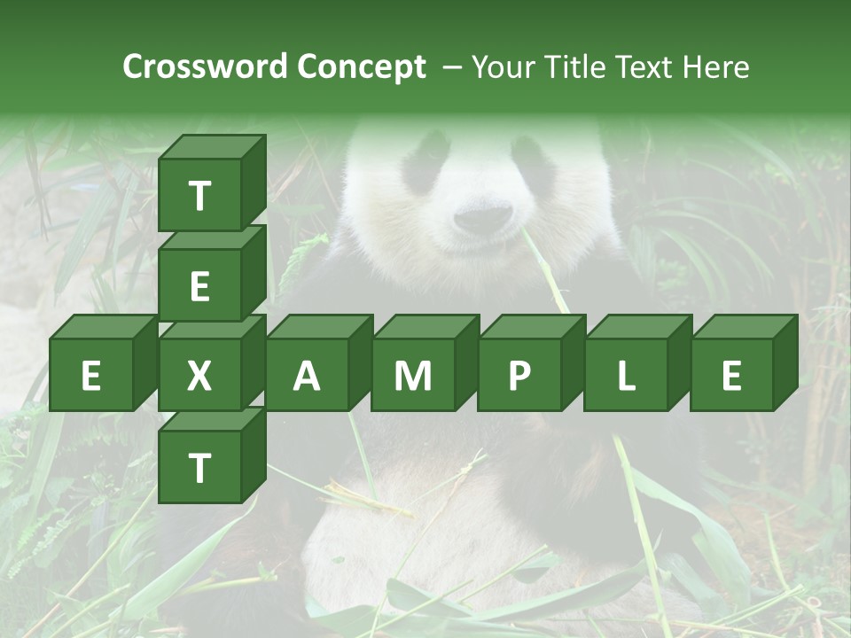 A Panda Eating Bamboo In A Zoo Enclosure PowerPoint Template