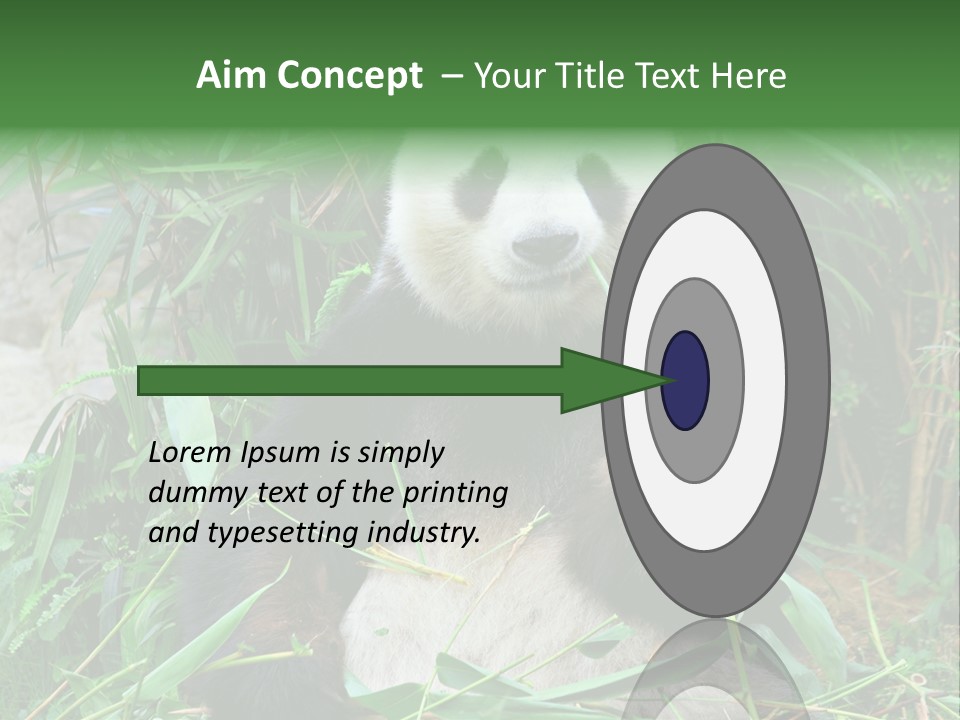 A Panda Eating Bamboo In A Zoo Enclosure PowerPoint Template