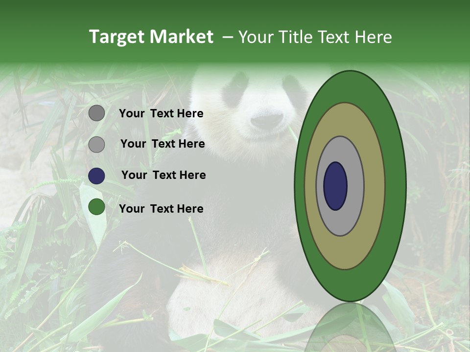 A Panda Eating Bamboo In A Zoo Enclosure PowerPoint Template