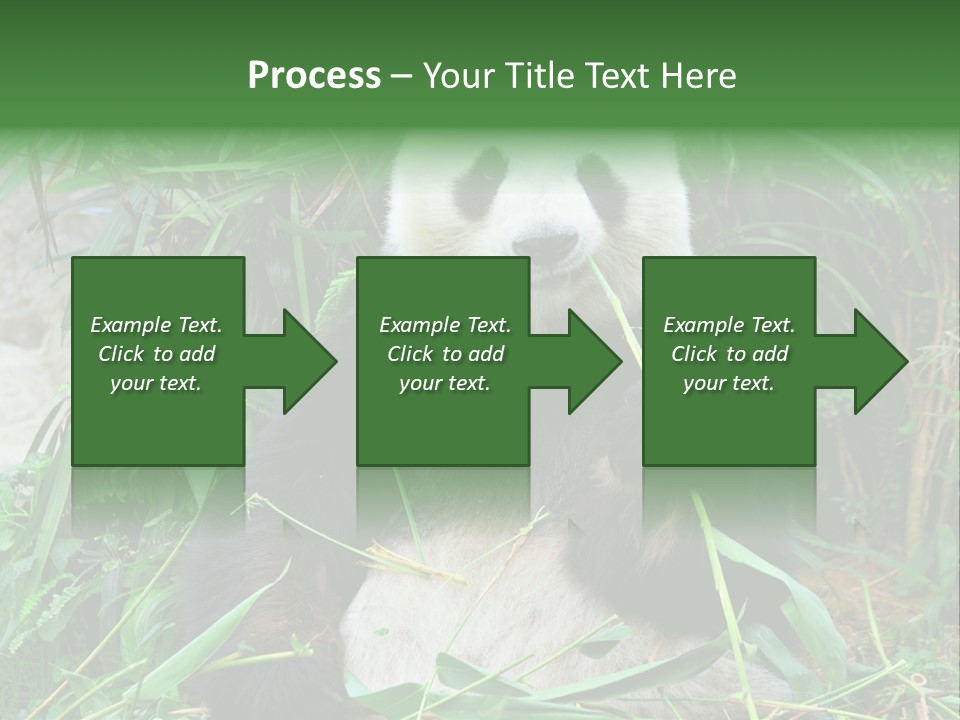 A Panda Eating Bamboo In A Zoo Enclosure PowerPoint Template