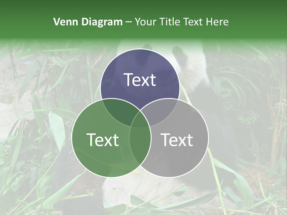 A Panda Eating Bamboo In A Zoo Enclosure PowerPoint Template