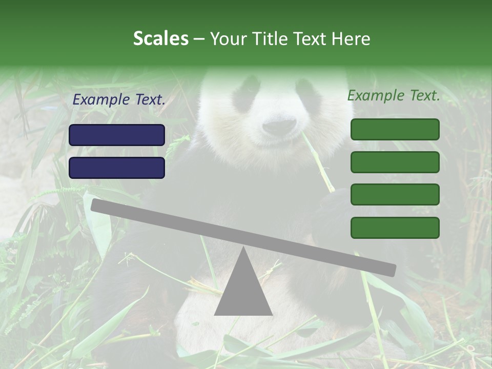 A Panda Eating Bamboo In A Zoo Enclosure PowerPoint Template