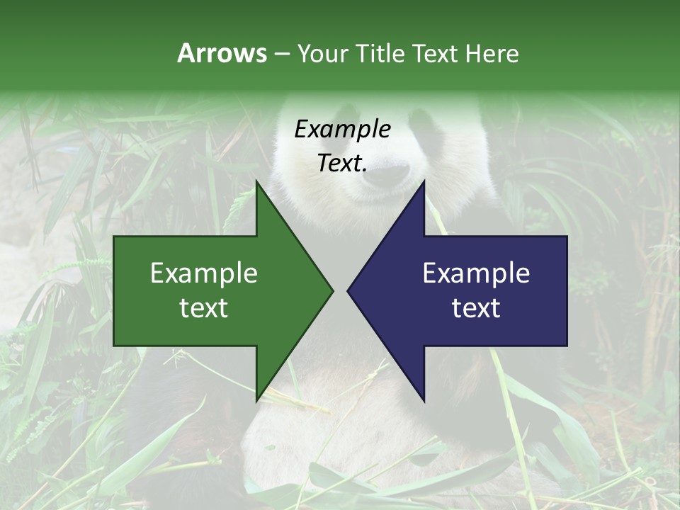 A Panda Eating Bamboo In A Zoo Enclosure PowerPoint Template