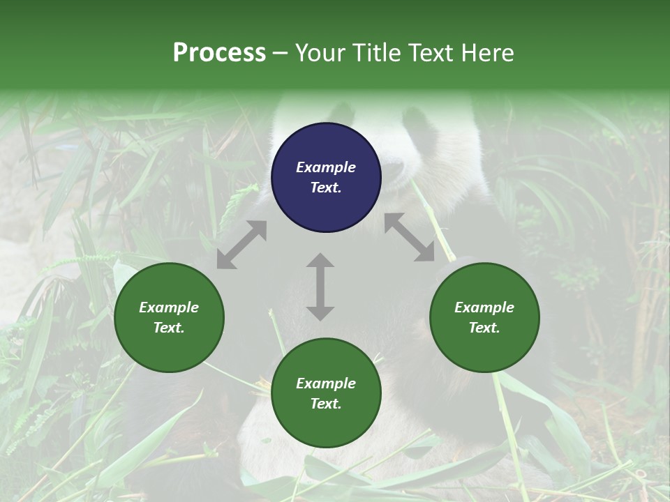 A Panda Eating Bamboo In A Zoo Enclosure PowerPoint Template