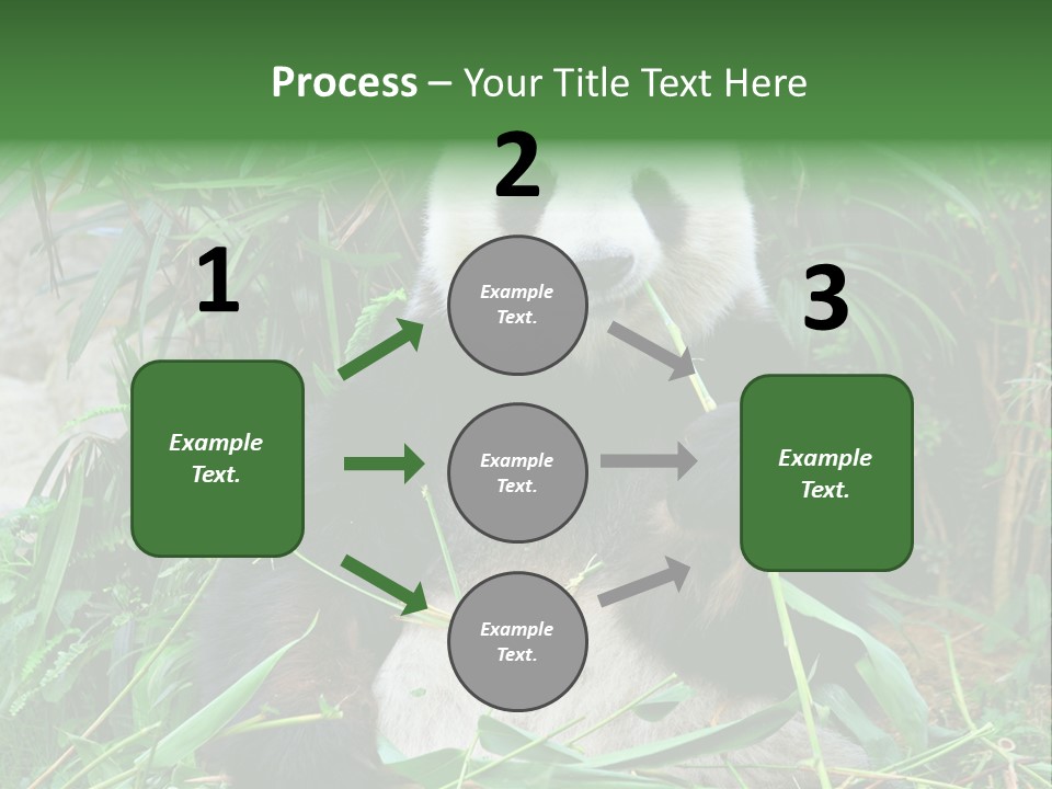 A Panda Eating Bamboo In A Zoo Enclosure PowerPoint Template