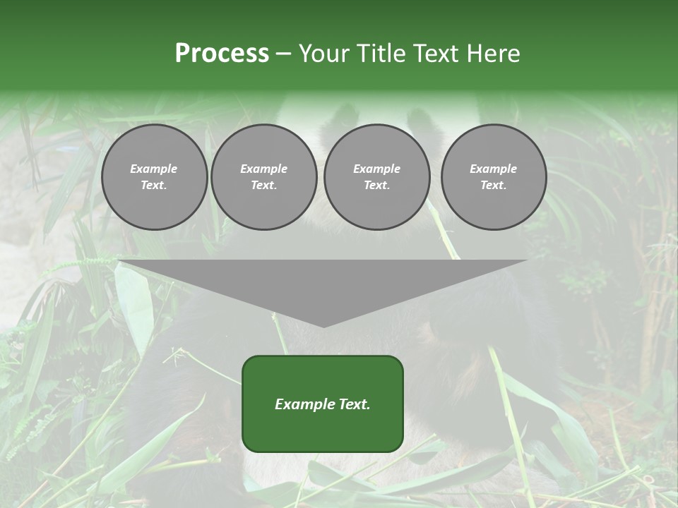 A Panda Eating Bamboo In A Zoo Enclosure PowerPoint Template