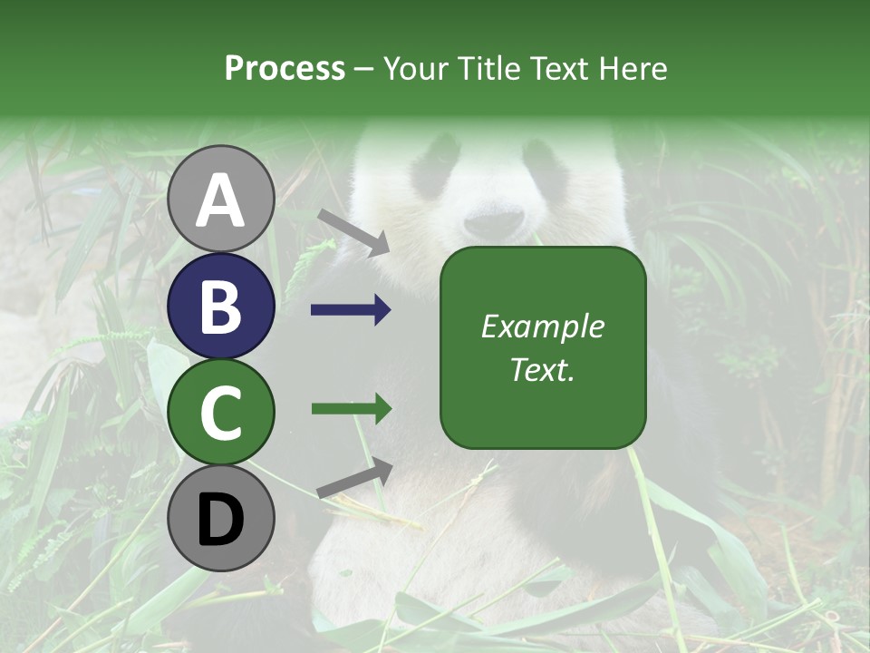A Panda Eating Bamboo In A Zoo Enclosure PowerPoint Template