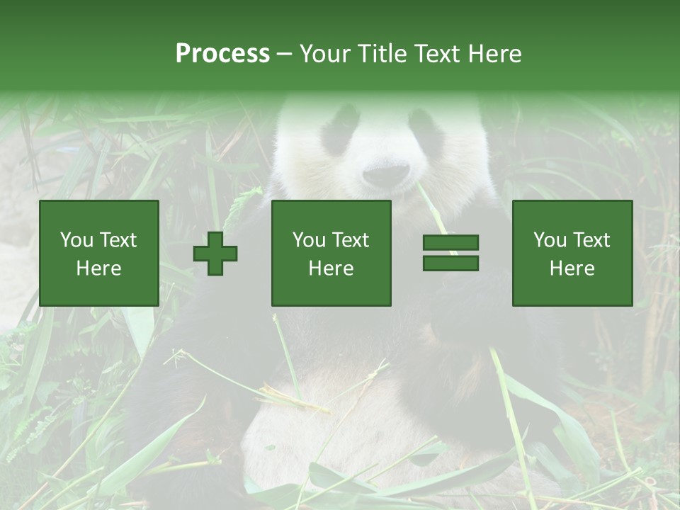 A Panda Eating Bamboo In A Zoo Enclosure PowerPoint Template