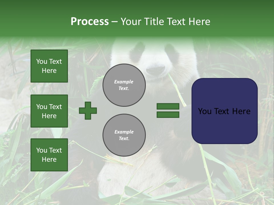 A Panda Eating Bamboo In A Zoo Enclosure PowerPoint Template