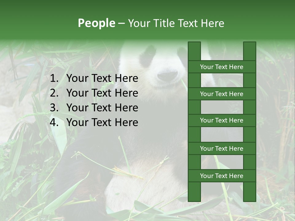 A Panda Eating Bamboo In A Zoo Enclosure PowerPoint Template