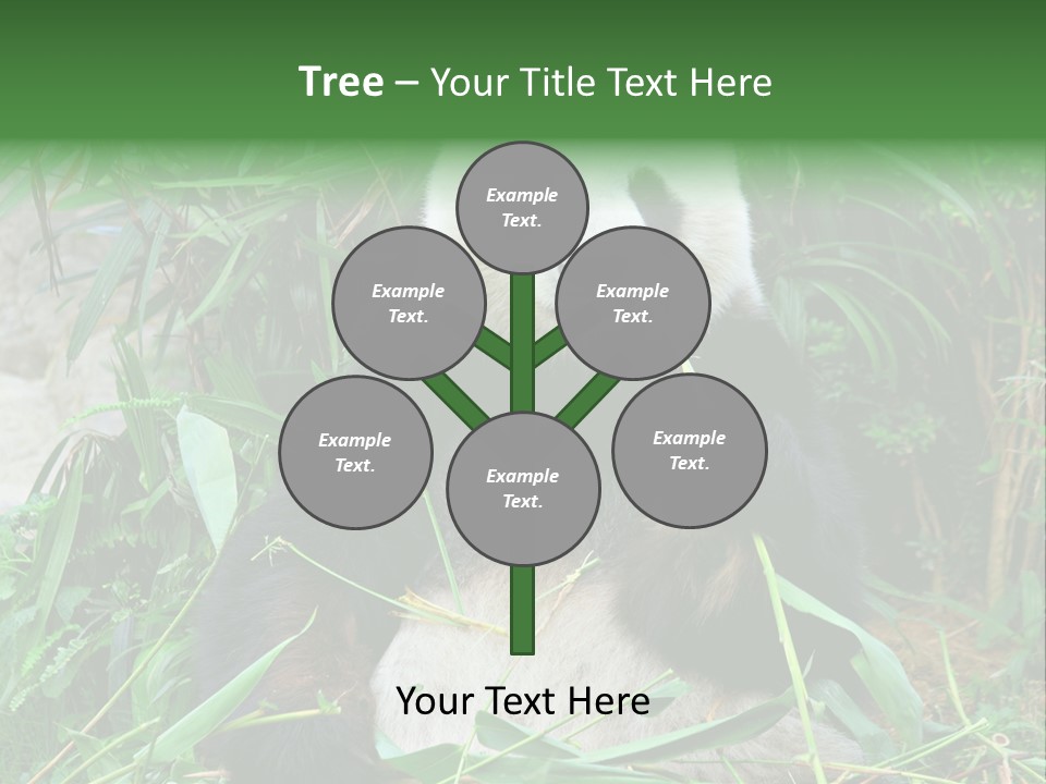 A Panda Eating Bamboo In A Zoo Enclosure PowerPoint Template
