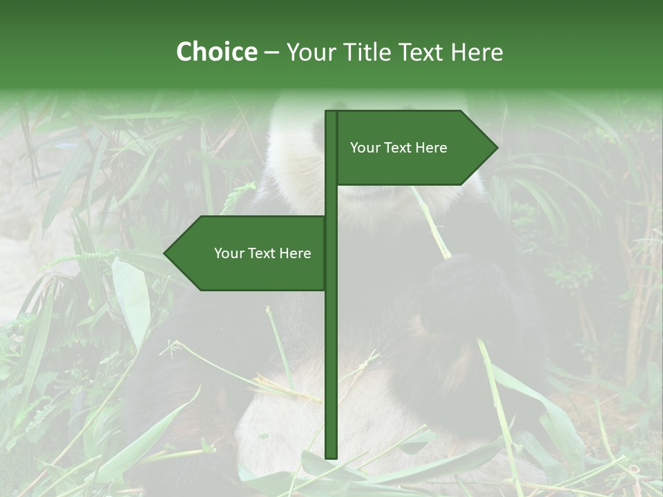 A Panda Eating Bamboo In A Zoo Enclosure PowerPoint Template