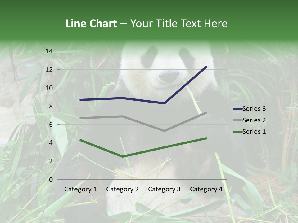 A Panda Eating Bamboo In A Zoo Enclosure PowerPoint Template