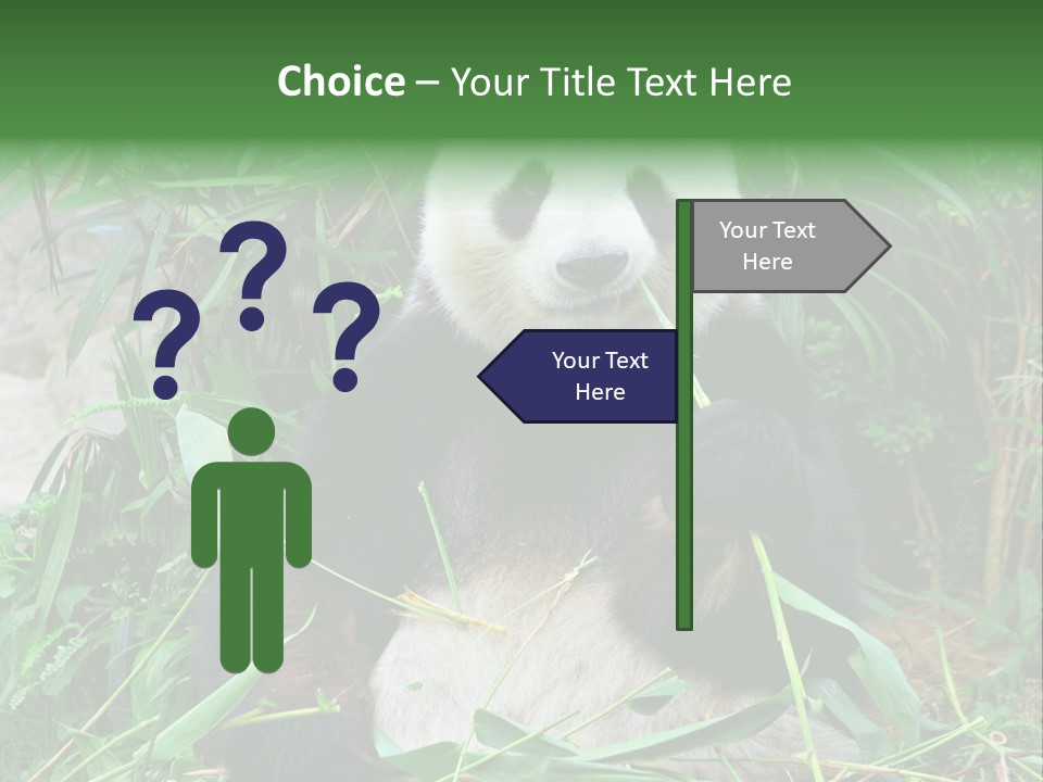 A Panda Eating Bamboo In A Zoo Enclosure PowerPoint Template