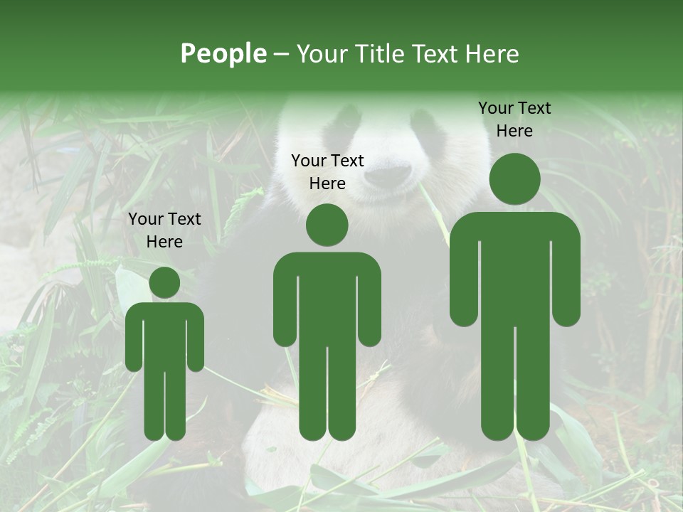 A Panda Eating Bamboo In A Zoo Enclosure PowerPoint Template
