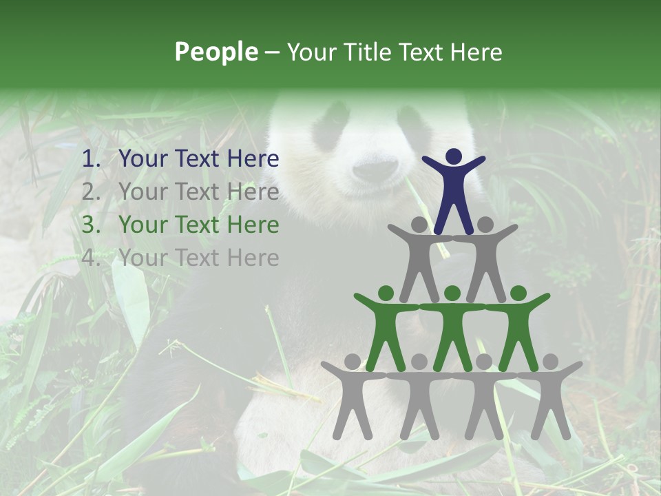 A Panda Eating Bamboo In A Zoo Enclosure PowerPoint Template