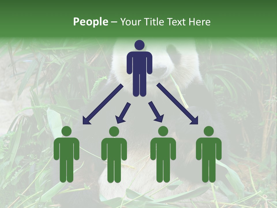 A Panda Eating Bamboo In A Zoo Enclosure PowerPoint Template