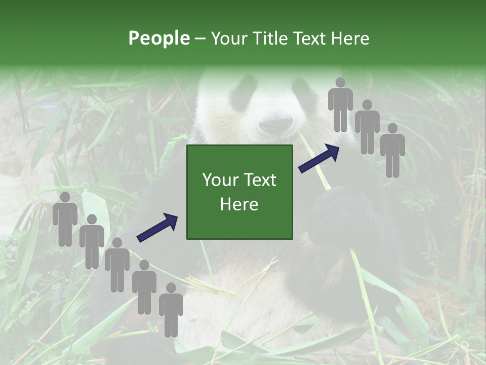 A Panda Eating Bamboo In A Zoo Enclosure PowerPoint Template