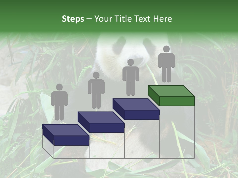 A Panda Eating Bamboo In A Zoo Enclosure PowerPoint Template