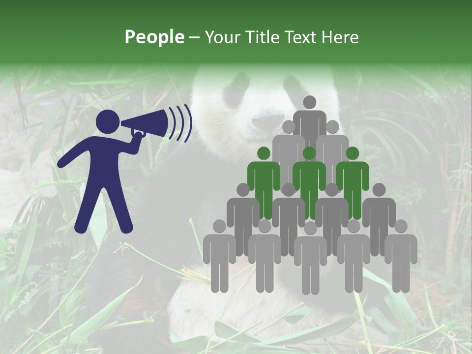 A Panda Eating Bamboo In A Zoo Enclosure PowerPoint Template