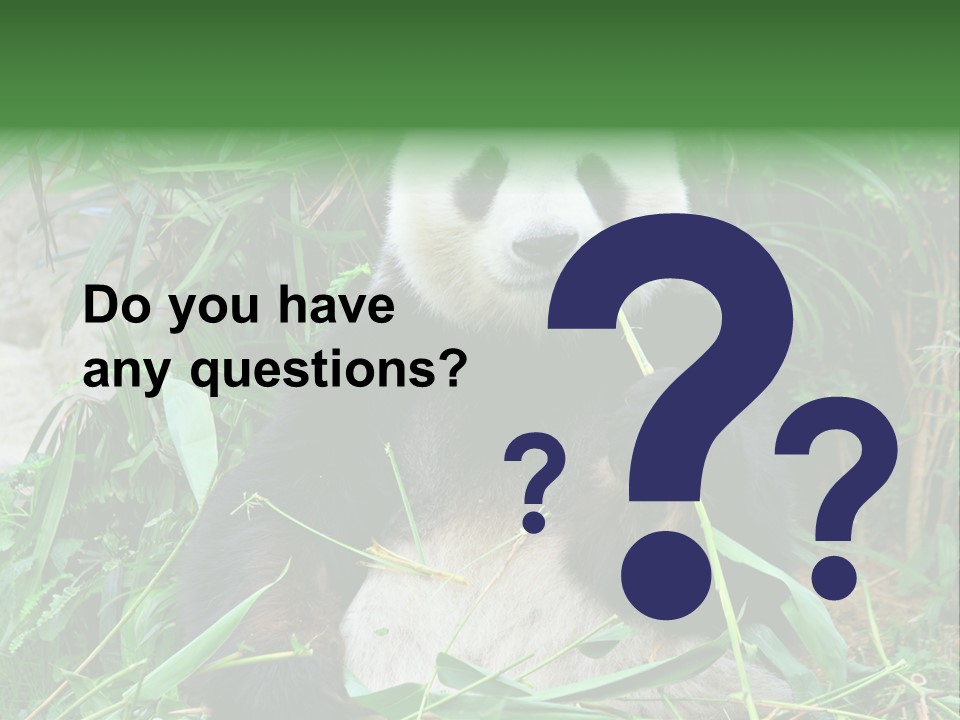 A Panda Eating Bamboo In A Zoo Enclosure PowerPoint Template