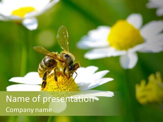 A Bee On A Flower Powerpoint Template PowerPoint Template