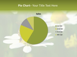 A Bee On A Flower Powerpoint Template PowerPoint Template