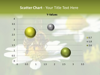 A Bee On A Flower Powerpoint Template PowerPoint Template