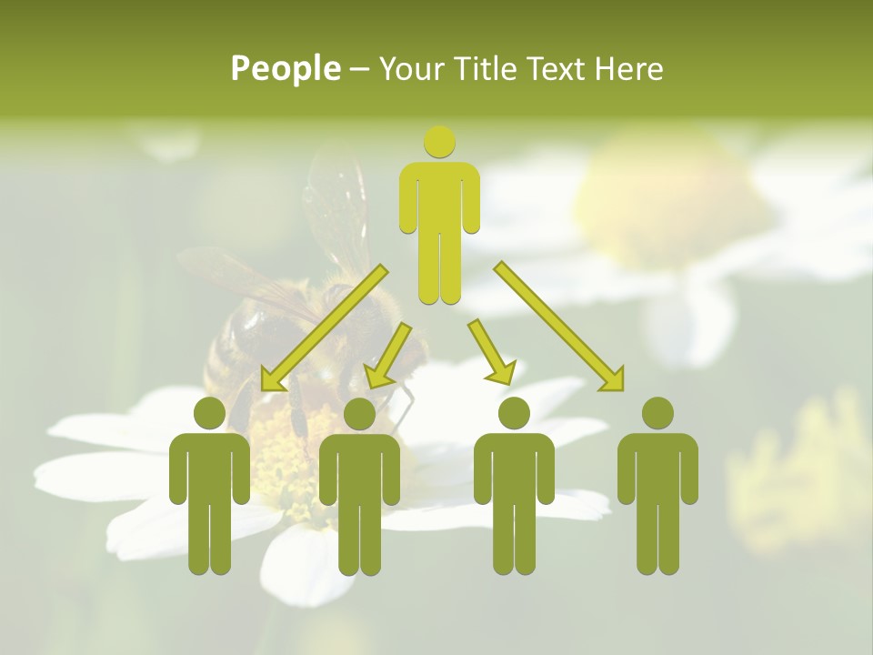 A Bee On A Flower Powerpoint Template PowerPoint Template
