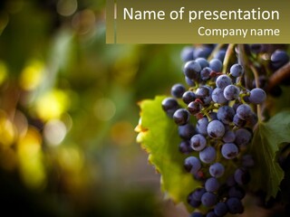 A Bunch Of Grapes Hanging From A Vine PowerPoint Template