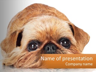A Small Brown Dog Laying On Top Of A White Floor PowerPoint Template