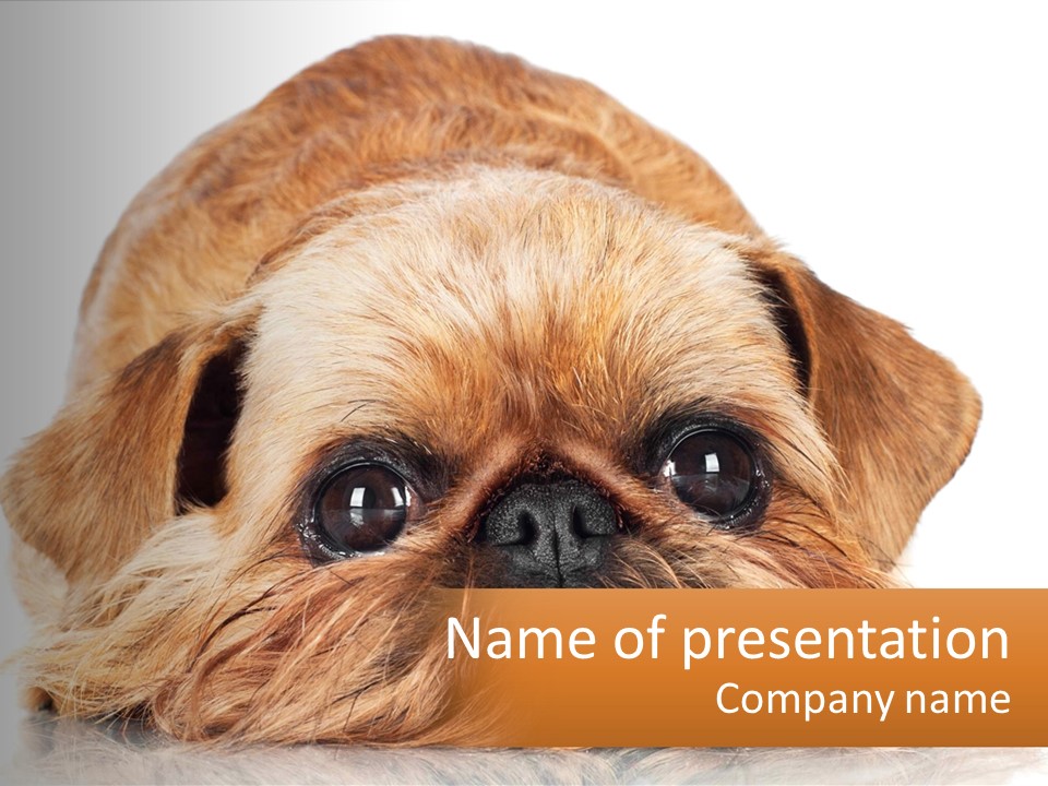A Small Brown Dog Laying On Top Of A White Floor PowerPoint Template