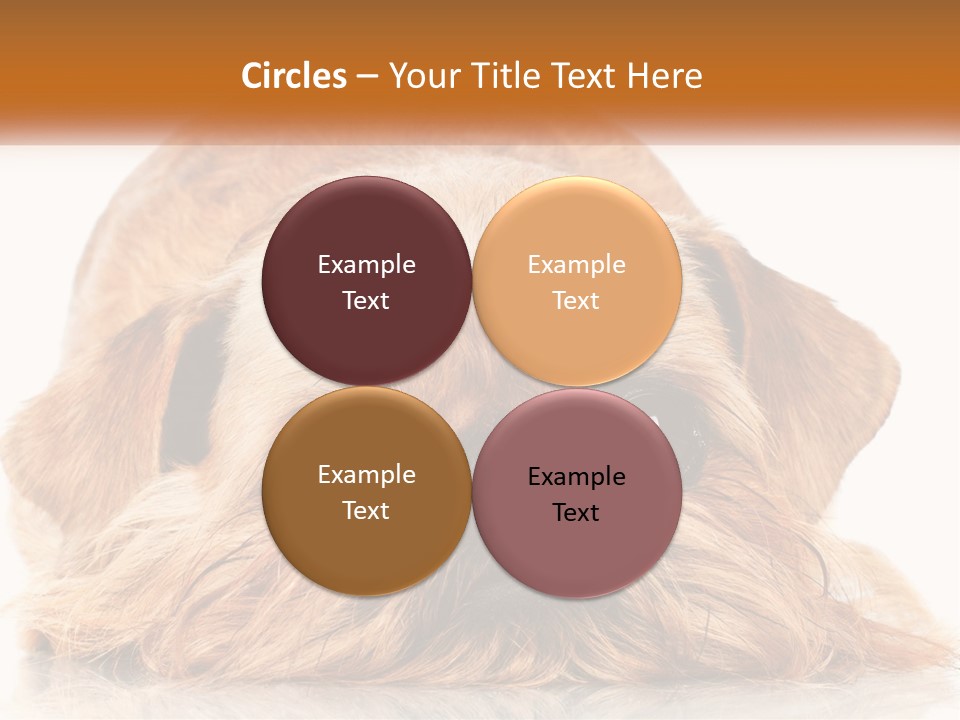 A Small Brown Dog Laying On Top Of A White Floor PowerPoint Template