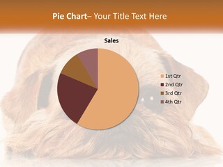 A Small Brown Dog Laying On Top Of A White Floor PowerPoint Template
