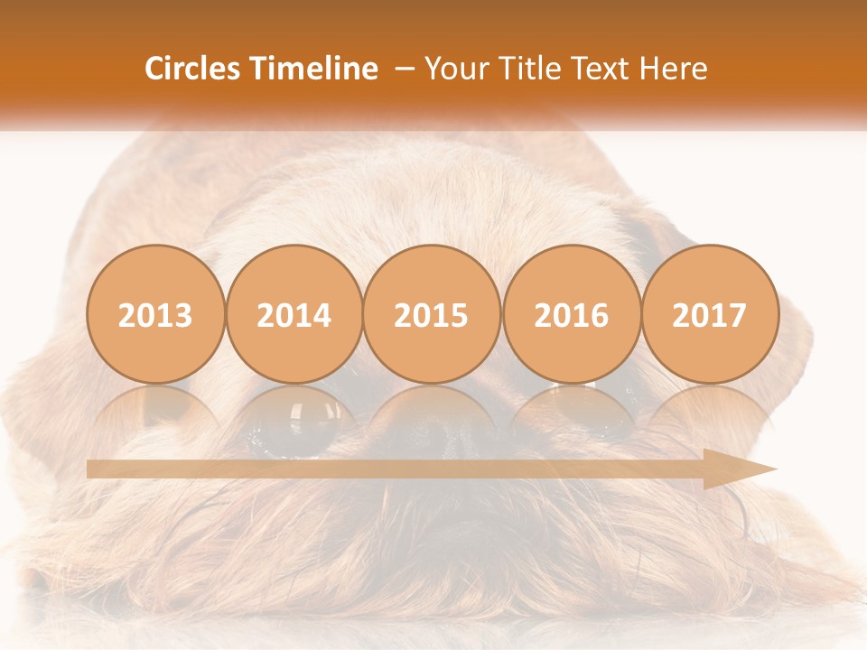 A Small Brown Dog Laying On Top Of A White Floor PowerPoint Template