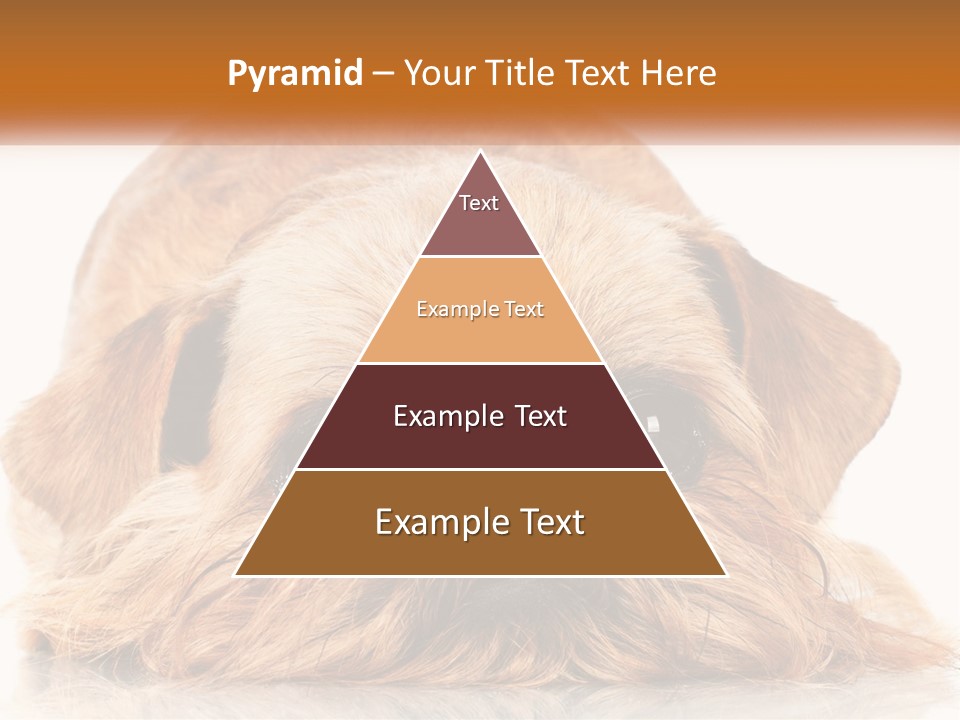 A Small Brown Dog Laying On Top Of A White Floor PowerPoint Template
