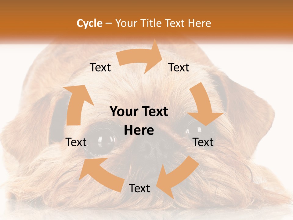 A Small Brown Dog Laying On Top Of A White Floor PowerPoint Template