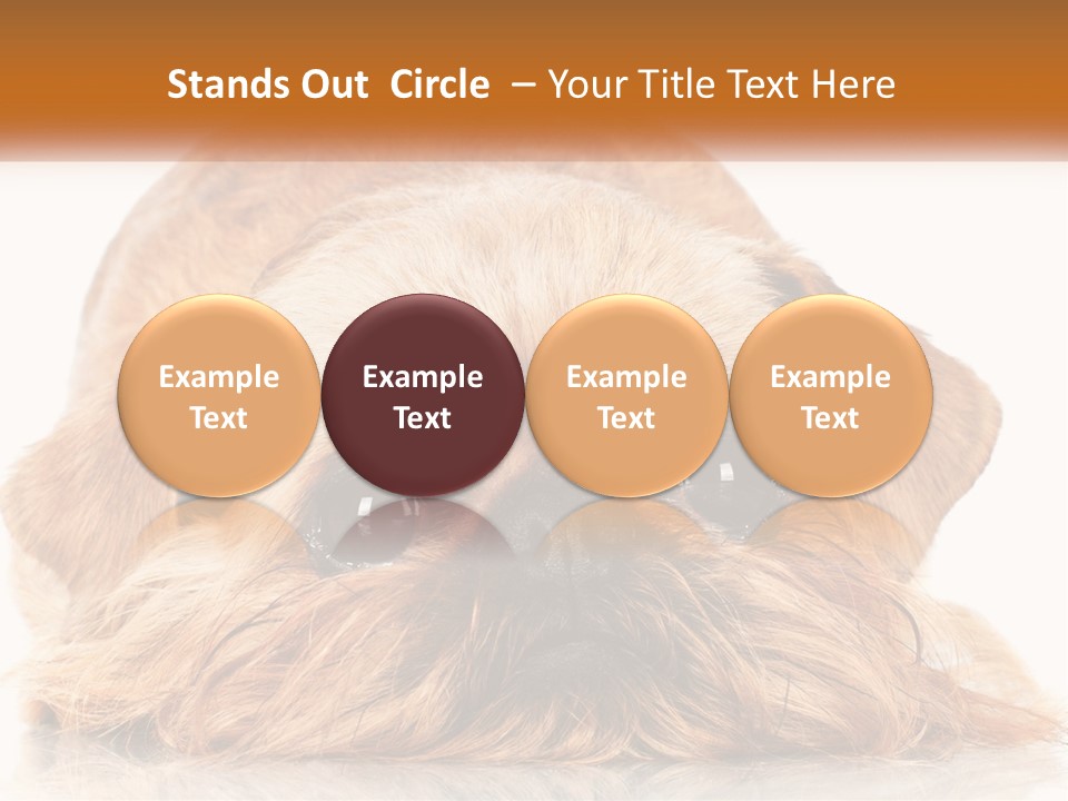 A Small Brown Dog Laying On Top Of A White Floor PowerPoint Template