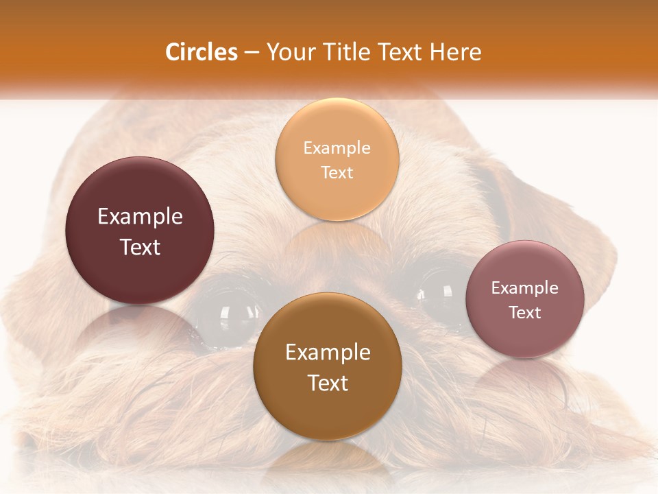 A Small Brown Dog Laying On Top Of A White Floor PowerPoint Template