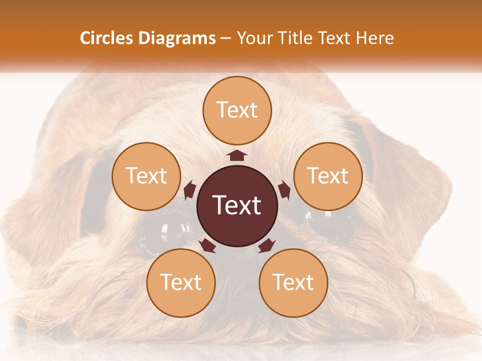 A Small Brown Dog Laying On Top Of A White Floor PowerPoint Template