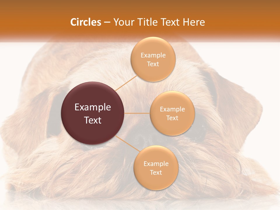 A Small Brown Dog Laying On Top Of A White Floor PowerPoint Template