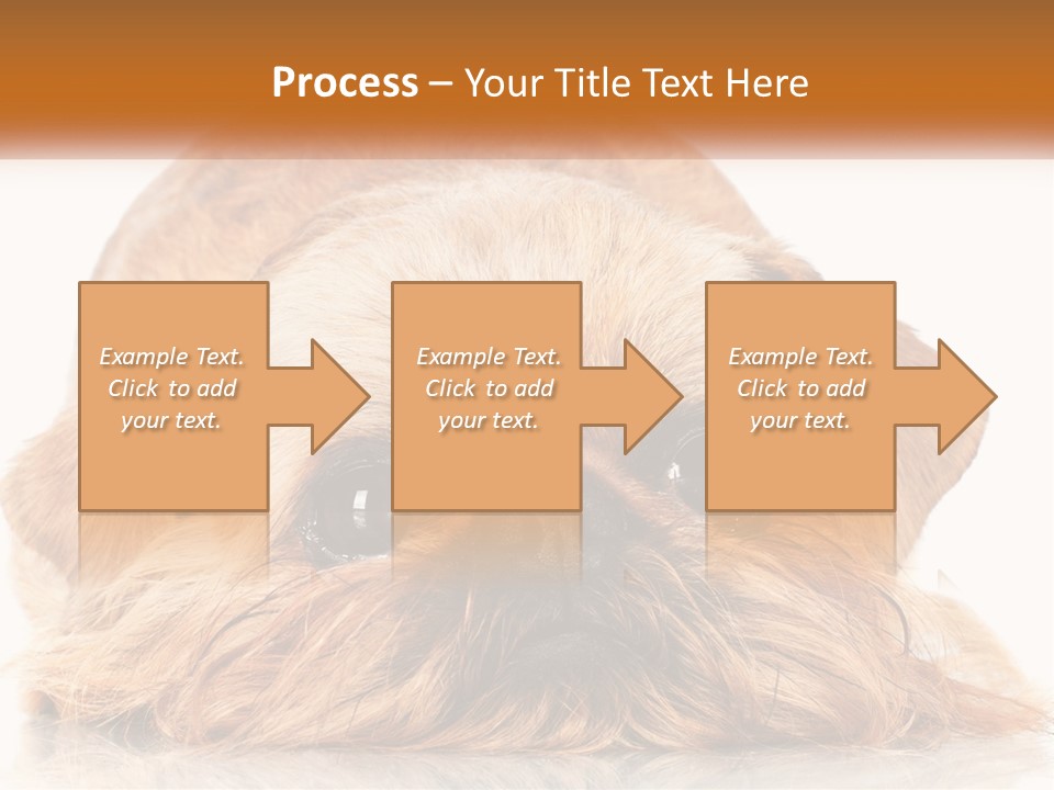 A Small Brown Dog Laying On Top Of A White Floor PowerPoint Template